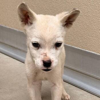 Gremlin -  Chihuahua Dog for Adoption in Goleta, California - Gremlin | PetCurious