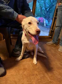 Labrador Retriever Dogs Available for Adoption in Fort Worth, Texas - Bella | PetCurious