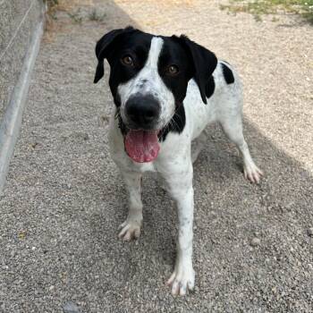Cowboy -  Pointer and Hound Dog for Adoption in Lindon, Utah - Cowboy | PetCurious