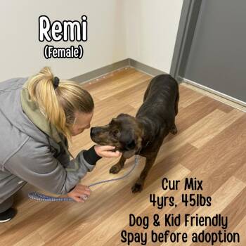 Mountain Cur Dogs Available for Adoption - Remi | PetCurious