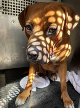 Hergotz -  Mastiff Dog for Adoption in Austin, Texas - Hergotz | PetCurious