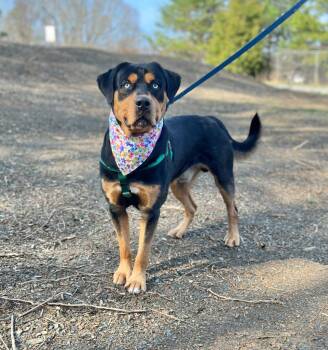 Rottweiler and Mixed Breed Dogs Available for Adoption in Ellijay, Georgia - Odie | PetCurious