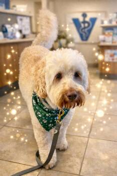 Labradoodle Dogs Available for Adoption - Kacey | PetCurious