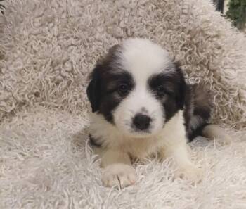 Great Pyrenees and Anatolian Shepherd Dogs Available for Adoption in Holly Springs, North Carolina - Belle - Disney Litter | PetCurious