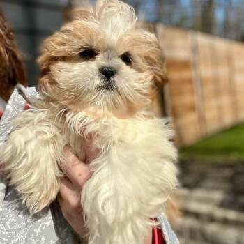 Shih Tzu Dogs Available for Adoption in Campton Hills, Illinois - Wagashi | PetCurious