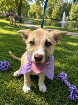 Daisy -  Labrador Retriever Dog for Adoption - Daisy | PetCurious