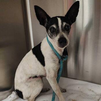 Mixed Breed Dogs Available for Adoption in Davenport, Iowa - Moto Moto | PetCurious