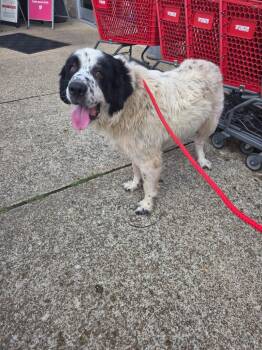 Osita -  Newfoundland Dog and Great Pyrenees Dog for Adoption in Camden, Tennessee - Osita | PetCurious