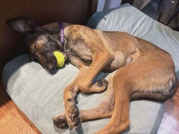 Freya fka Getaway Girl Paris- Located in MI -  Belgian Shepherd Malinois Dog for Adoption in Imlay City, Michigan - Freya Fka Getaway Girl Paris- Located In MI | PetCurious