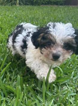 Ace -  Maltipoo Dog for Adoption in Lucas, Texas - Ace | PetCurious