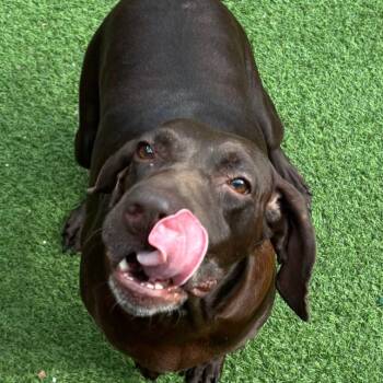 Hannah 5163 -  German Shorthaired Pointer Dog for Adoption in Loxahatchee Groves, Florida - Hannah 5163 | PetCurious