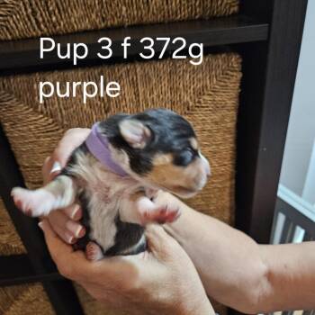Pippi Pup Elsa -  Hound and Mixed Breed Dog for Adoption in Fairfax Station, Virginia - Pippi Pup Elsa | PetCurious