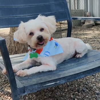 BENJI -  Maltipoo and Poodle Dog for Adoption in Pasadena, California - BENJI | PetCurious