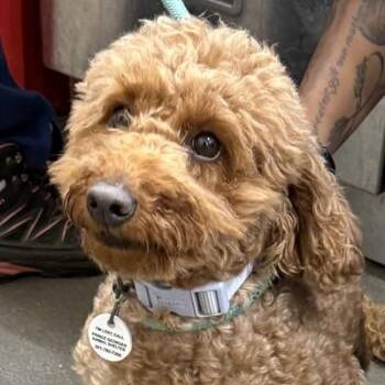 Penny(Naomi) -  Poodle Dog for Adoption in Arlington, Virginia - Penny(Naomi) | PetCurious