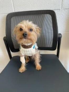 Luke -  Yorkshire Terrier Dog for Adoption in Red Bluff, California - Luke | PetCurious