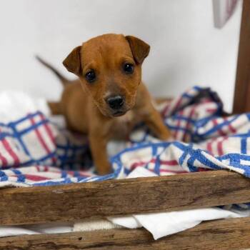 Felicia -  Cattle Dog and Mixed Breed Dog for Adoption - Felicia | PetCurious