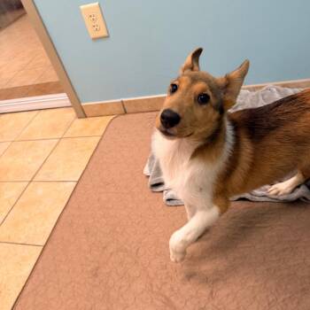 Elliot -  Shetland Sheepdog Sheltie and Collie Dog for Adoption in Columbus, Georgia - Elliot | PetCurious