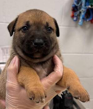 Mixed Breed Dogs Available for Adoption in Kansas City, Missouri - Sam | PetCurious