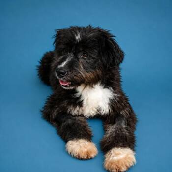 Schnauzer and Border Collie Dogs Available for Adoption in San Diego, California - Mily | PetCurious