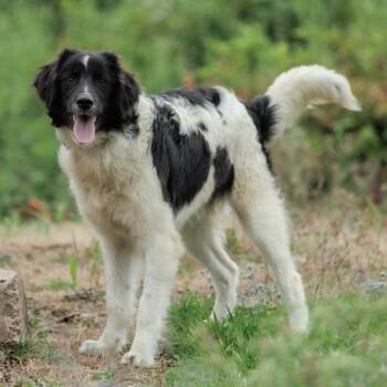 Mishka -  Border Collie and Great Pyrenees Dog for Adoption in Morristown, New Jersey - Mishka | PetCurious
