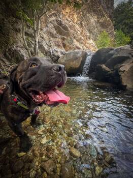 Cowboy -  Mastiff Dog for Adoption in Claremont, California - Cowboy | PetCurious
