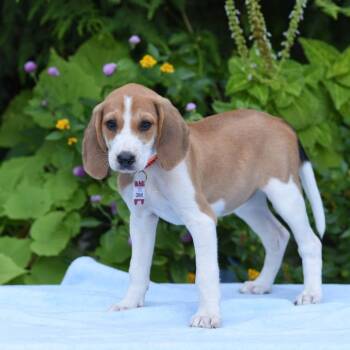 Caramel -  Hound Dog for Adoption in Wake Forest, North Carolina - Caramel | PetCurious