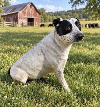 Roger -  Cattle Dog Dog for Adoption in Guntersville, Alabama - Roger | PetCurious