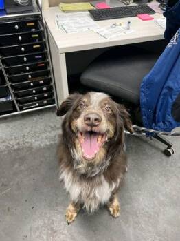 06661B Auggie -  Australian Shepherd and Mixed Breed Dog for Adoption in North Charleston, South Carolina - 06661B Auggie | PetCurious
