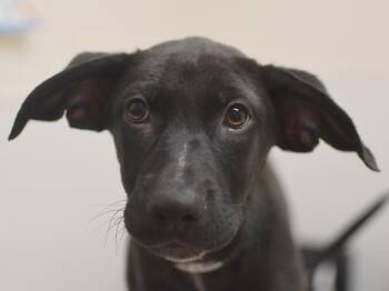 Wyatt -  Labrador Retriever Dog for Adoption in Portland, Oregon - Wyatt | PetCurious