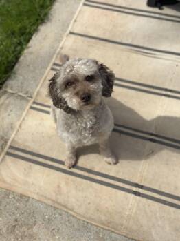 Cavapoo Dogs Available for Adoption - Calliope | PetCurious