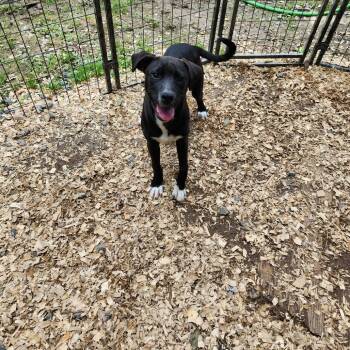 Rescue Mixed Breed Dogs for Adoption in Boaz, Alabama - Buttercup | PetCurious