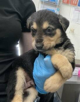 Dutch Shepherd and Mixed Breed Dogs Available for Adoption - A589966 | PetCurious