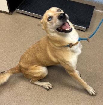 Lloyd -  Mixed Breed Dog for Adoption in Chamblee, Georgia - Lloyd | PetCurious