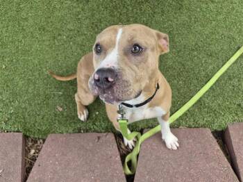 SELENA -  English Bulldog and Mixed Breed Dog for Adoption in Omaha, Nebraska - SELENA | PetCurious