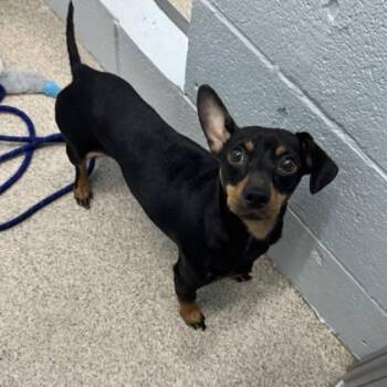 Dachshund and Mixed Breed Dogs Available for Adoption in Wheaton, Illinois - Elliot | PetCurious