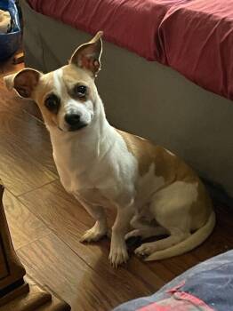 Hector -  Chihuahua and Smooth Fox Terrier Dog for Adoption in Silver Spring, Maryland - Hector | PetCurious