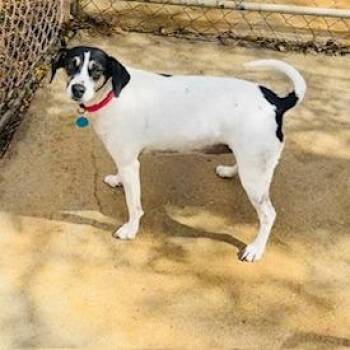 Hound Dogs Available for Adoption - DAISY | PetCurious