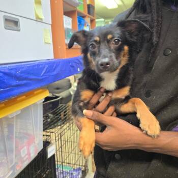 Chihuahua and Papillon Dogs Available for Adoption in Hinesville, Georgia - Kelsey | PetCurious