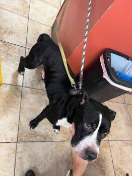 Creed -  Mixed Breed Dog for Adoption in Cincinnati, Ohio - Creed | PetCurious