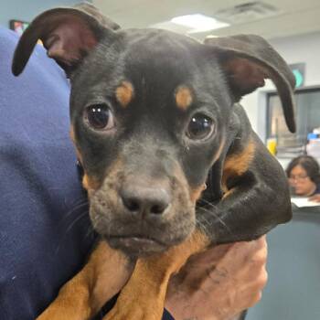 Elphie -  Rottweiler and Mixed Breed Dog for Adoption in Newark, New Jersey - Elphie | PetCurious