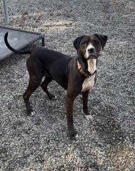Rescue Chocolate Labrador Retriever and Boxer Dogs for Adoption in Montville, New Jersey - Mina | PetCurious