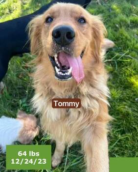 Rescue Golden Retriever Dogs for Adoption in Houston, Texas - Tommy | PetCurious