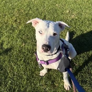 Labrador Retriever Dogs Available for Adoption - Cinnamon Roll | PetCurious