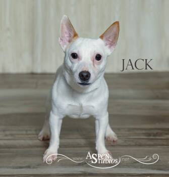 Jack -  Jack Russell Terrier Dog for Adoption in Valparaiso, Indiana - Jack | PetCurious
