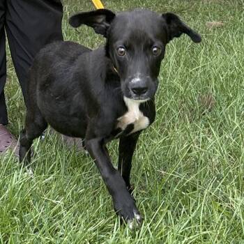 Gummie -  Terrier and Mixed Breed Dog for Adoption in Clanton, Alabama - Gummie | PetCurious