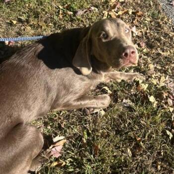 Chelsea -  Weimaraner and Chocolate Labrador Retriever Dog for Adoption in Jasper, Indiana - Chelsea | PetCurious