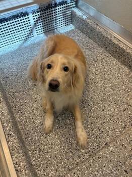 ROCKET -  Golden Retriever and Mixed Breed Dog for Adoption in Forney, Texas - ROCKET | PetCurious