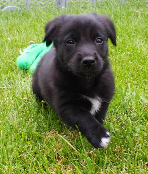 Andy -  Pembroke Welsh Corgi and Border Collie Dog for Adoption in Lisbon, Iowa - Andy | PetCurious