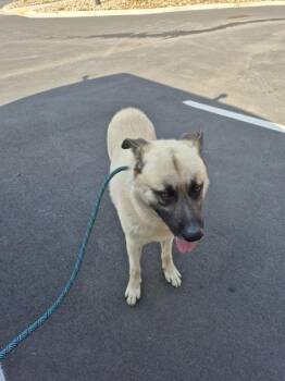 Pen 150c Fred -  German Shepherd Dog Dog for Adoption in Lawrenceville, Georgia - Pen 150c Fred | PetCurious