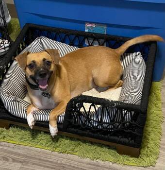 Kapi -  Chihuahua Dog for Adoption in Salisbury, Maryland - Kapi | PetCurious